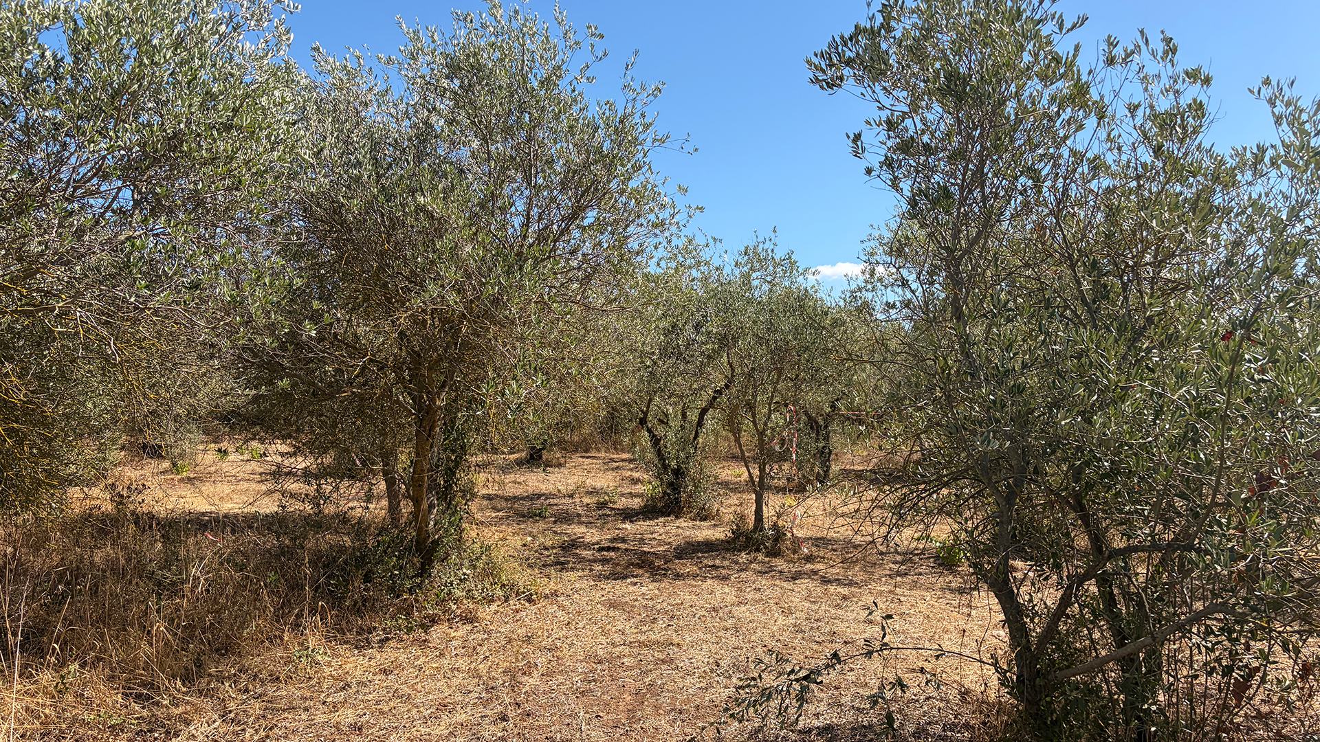ISIG_FIRESAFENET_StudyVisit_Sardegna_day03_06